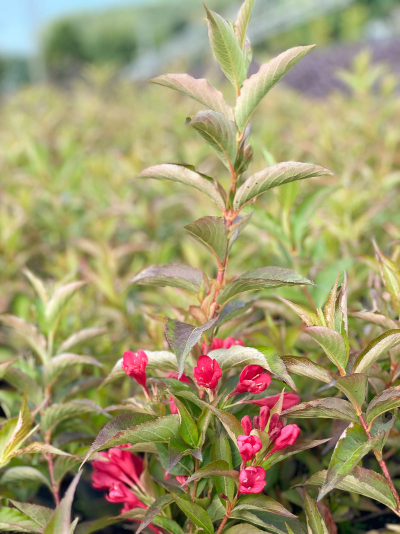 Rosa Weigelie als Jungpflanze mit Bluüte