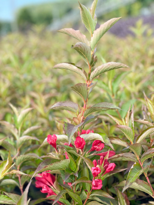 Rosa Weigelie als Jungpflanze mit Bluüte