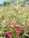 Rosa Weigelie als Jungpflanze mit Bluüte