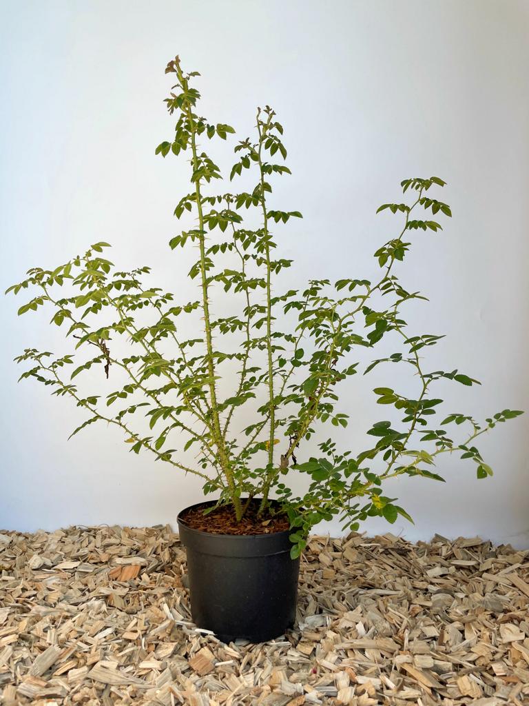 Weinrose im Topf vor weißer Wand