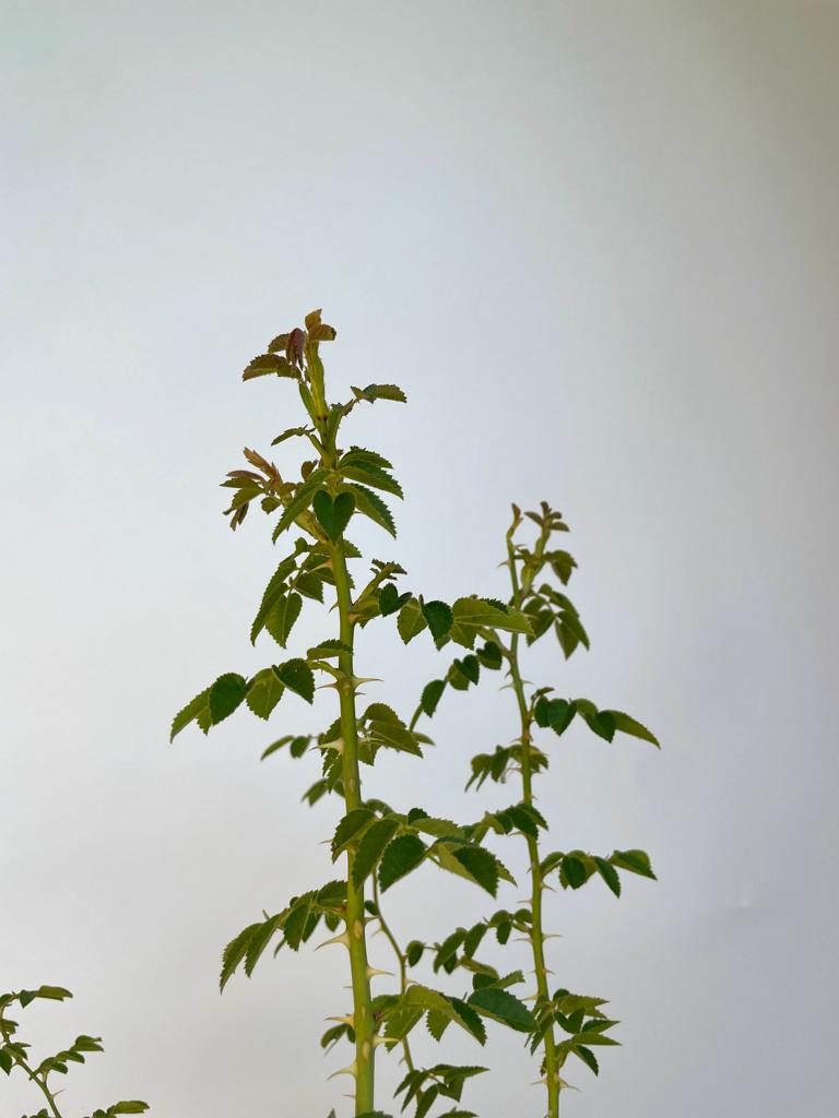 Weinrose in Nahaufnahme vor weißer Wand