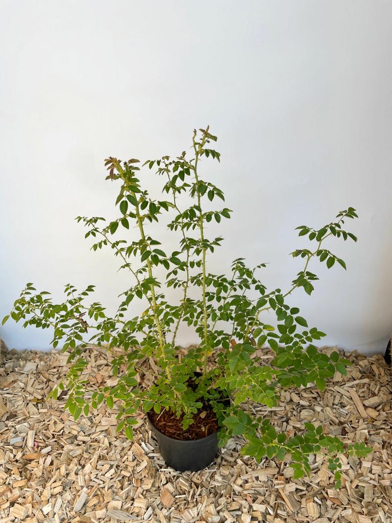 Weinrose im Topf vor weißer Wand von oben