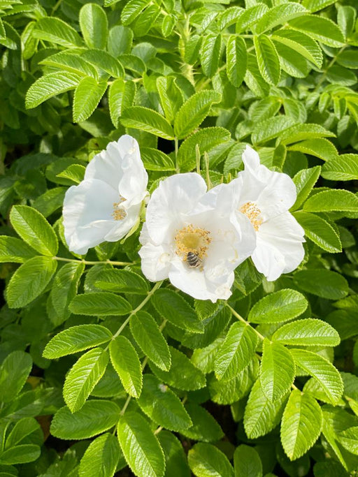 Blüte einer weißen Apfelrose mit Biene