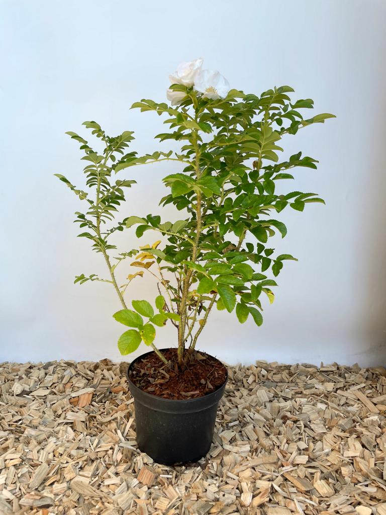 Weißen Apfelrose im Topf