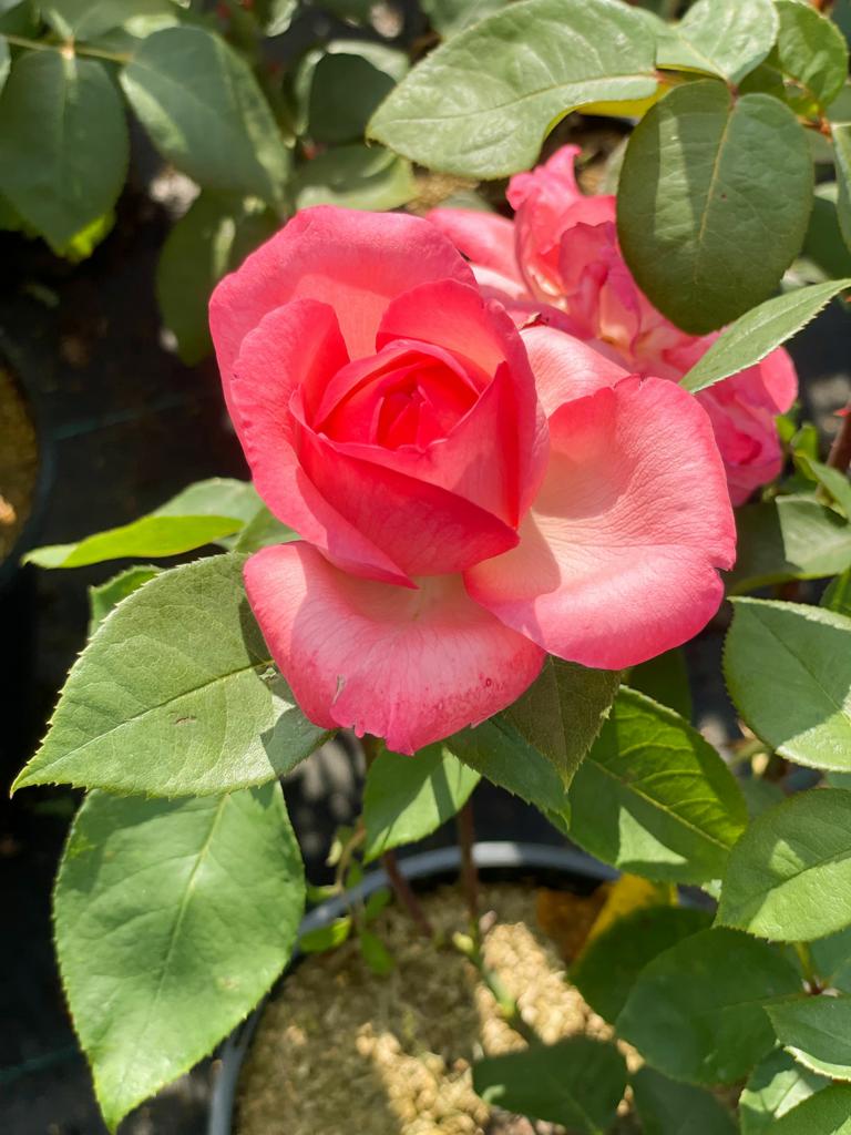 Lachsrosa Blüte der Edelrose 'Aachener Dom' mit grünen Blättern