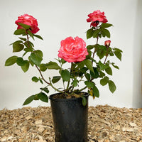 Edelrose 'Aachener Dom' mit grünen Blättern und lachsrosa Blüten als Containerpflanze