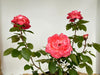 Drei Stile der Edelrose 'Aachener Dom mit rosa Blüten vor weißer Wand