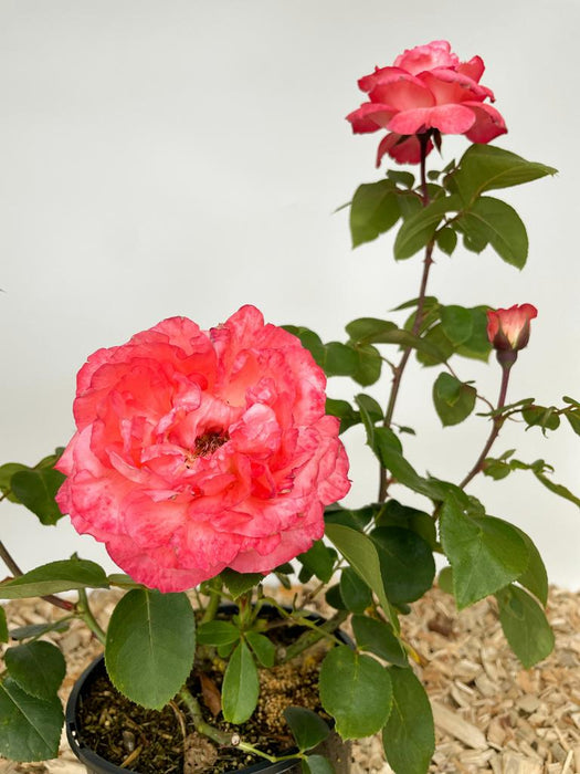 Kleine Edelrose 'Aachener Dom' mit rosa Blüten im Topf