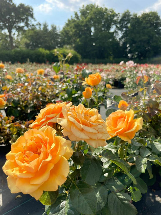 orangegelbe Blüten der Beetrose Amber Queen in Nahaufnahme vor Rosenbeet