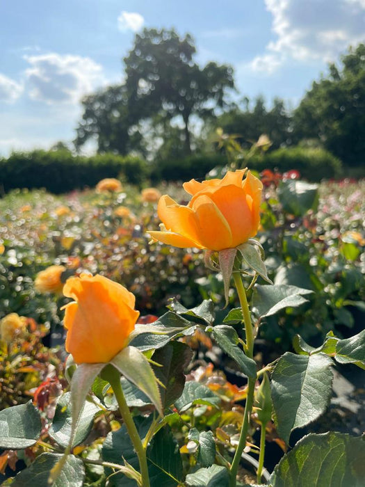 Orangegelbe Blüte der Rose Amber Queen vor blauem Himmel