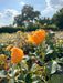 Orangegelbe Blüte der Rose Amber Queen vor blauem Himmel