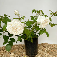 Rose Annapurna als Containerpflanze mit zwei großen weißen gefüllten Blüten