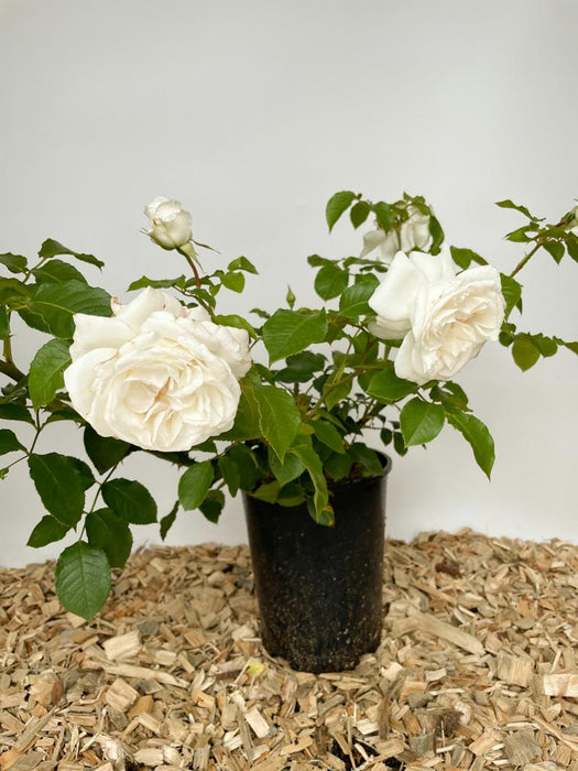 Rose Annapurna als COntainerpflanze mit zwei großen weißen gefüllten Blüten