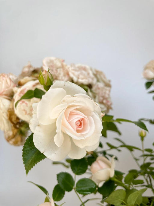 weiße Blüte der Bodendeckerrose Asprin in Nahaufnahme