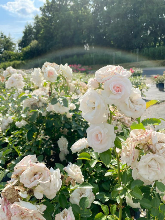 Viele weiße Blüten und Blätter der Bodendeckerrose Aspirin im Sonnenlicht