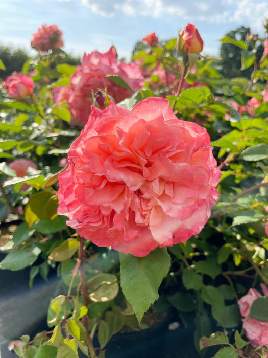 Nahaufnahme einer apricot-lachs farbenen Blüte der Edelrose Augusta Luise vor blauem Himmel mit anderen Rosen im Hintergrund