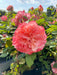 Nahaufnahme einer apricot-lachs farbenen Blüte der Edelrose Augusta Luise vor blauem Himmel mit anderen Rosen im Hintergrund