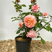 Edelrose Augusta Luise als kleine Topfpflanze mit rosa-apricot Blüten und grünen Blättern