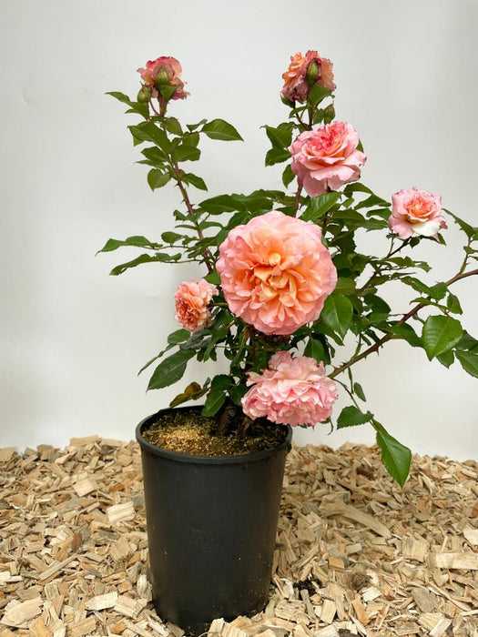 Edelrose Augusta Luise als kleine Topfpflanze mit rosa-apricot Blüten und grünen Blättern