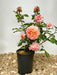 Edelrose Augusta Luise als kleine Topfpflanze mit rosa-apricot Blüten und grünen Blättern