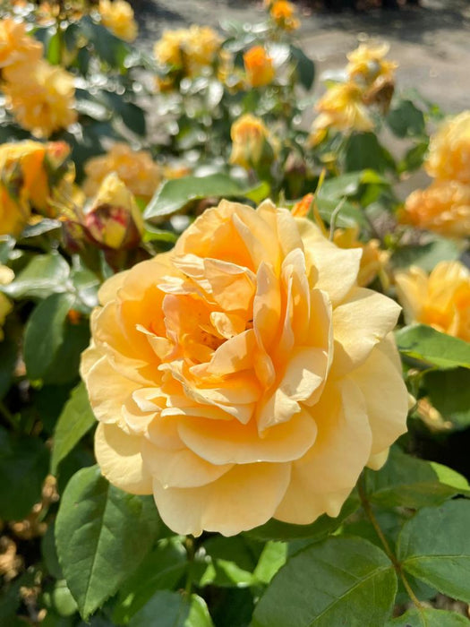 große, apricotfarbene Blüte der Bernsteinrose mit grünen Blättern
