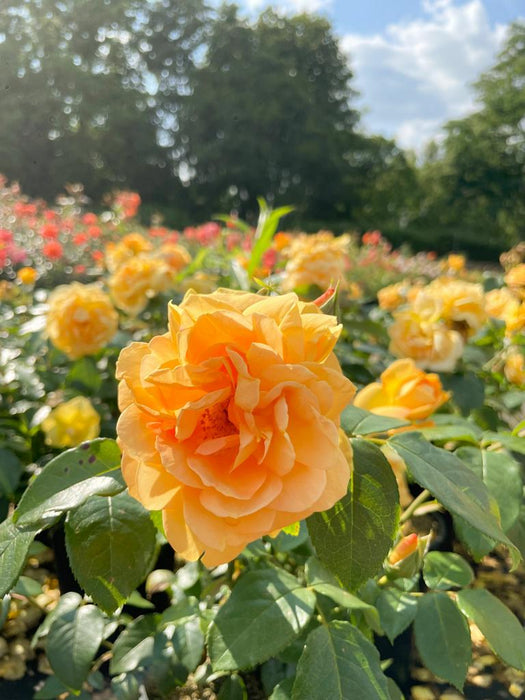 lachsfarbene Blüte der Bernsteinrose in Nahaufnahme mit weiteren Blüten im Hintergrund vor blauem Himmel