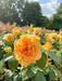 lachsfarbene Blüte der Bernsteinrose in Nahaufnahme mit weiteren Blüten im Hintergrund vor blauem Himmel