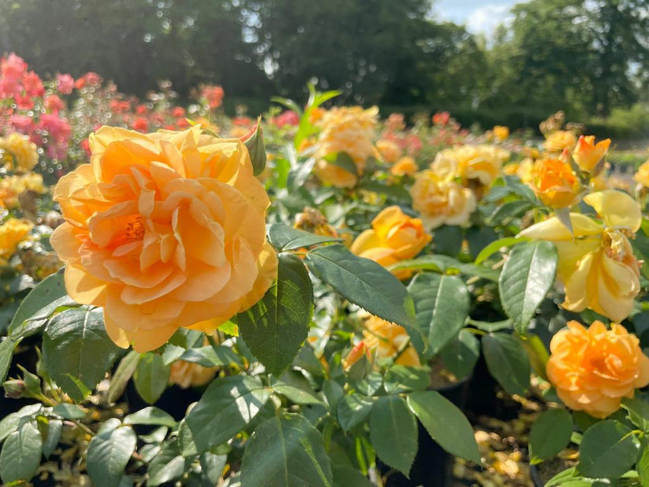 lachsfarbene Blüte der Bernstiensrose inm Vordergrund, viele weitere lachsfarbene und rosa Blüten im Hintergrund