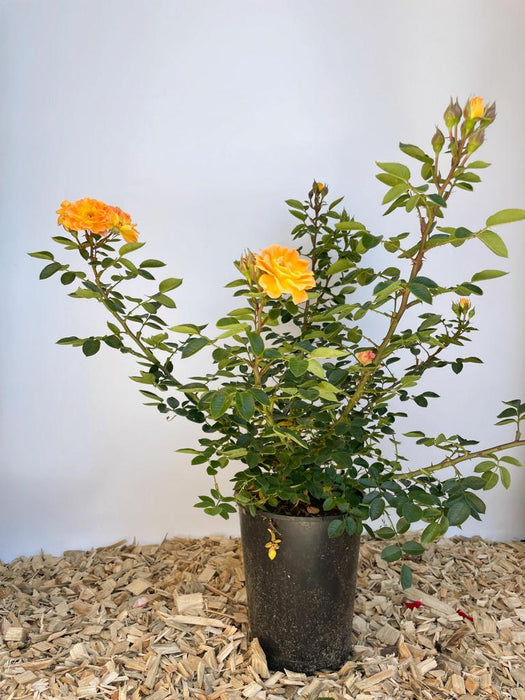 Kleine Bodendeckerrose Bessy im Topf auf Holzspänen vor weißer Wand