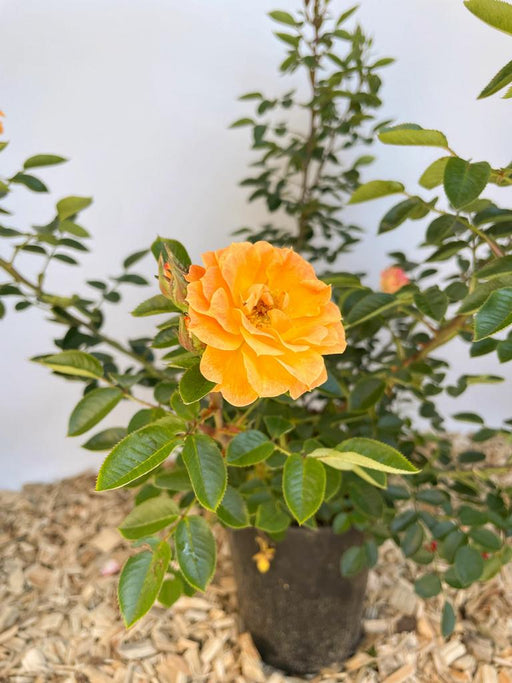 Orange-farbene Blüte der Bodendeckerrose BEssy mit grünem Laub im Topf vor weißer Wand
