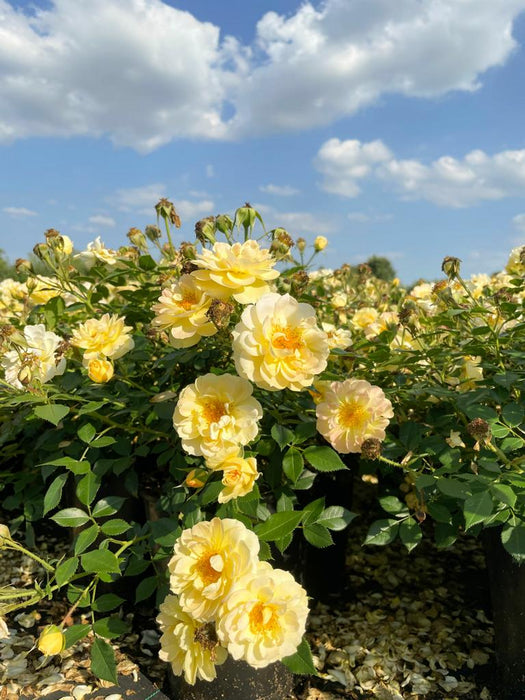 Viele gelbe Blüten der Bodendeckerrose Bienenweide Gelb mit grünen Blättern vor blauem Himmel