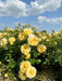 Viele gelbe Blüten der Bodendeckerrose Bienenweide Gelb mit grünen Blättern vor blauem Himmel