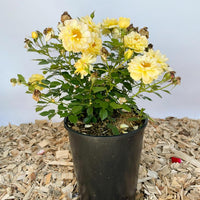 Bodendeckerrose Bienenweide Gelb als kleine Topfpflanze auf Holzspähnen vor weißer Wand
