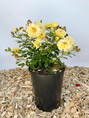 Bodendeckerrose 'Bienenweide'® Gelb