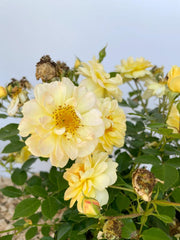 Blüten der Bodendeckerrose Bienenweide Gelb in Nahaufnahme vor weißem Hintergund mit dunkelgrünen Blättern
