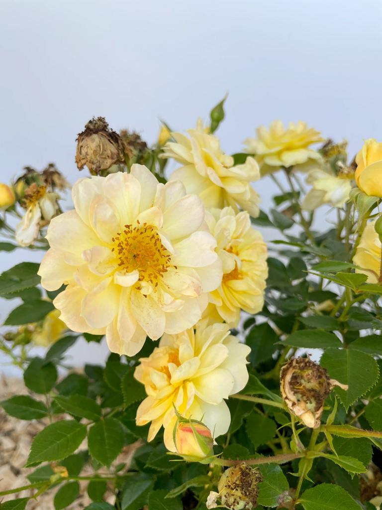 Blüten der Bodendeckerrose Bienenweide Gelb in Nahaufnahme vor weißem Hintergund mit dunkelgrünen Blättern
