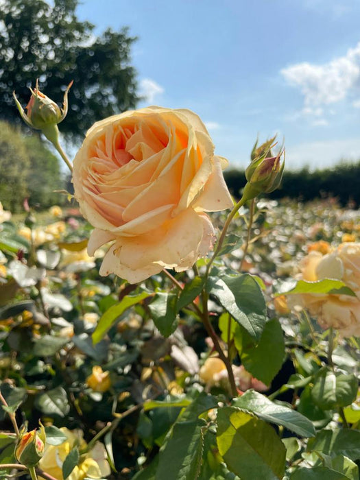 Orangegelbe Blüte der Edelrose Candlelight in Nahaufnahme in einem Rosenbeet vor blauem Himmel