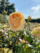 Orangegelbe Blüte der Edelrose Candlelight in Nahaufnahme in einem Rosenbeet vor blauem Himmel