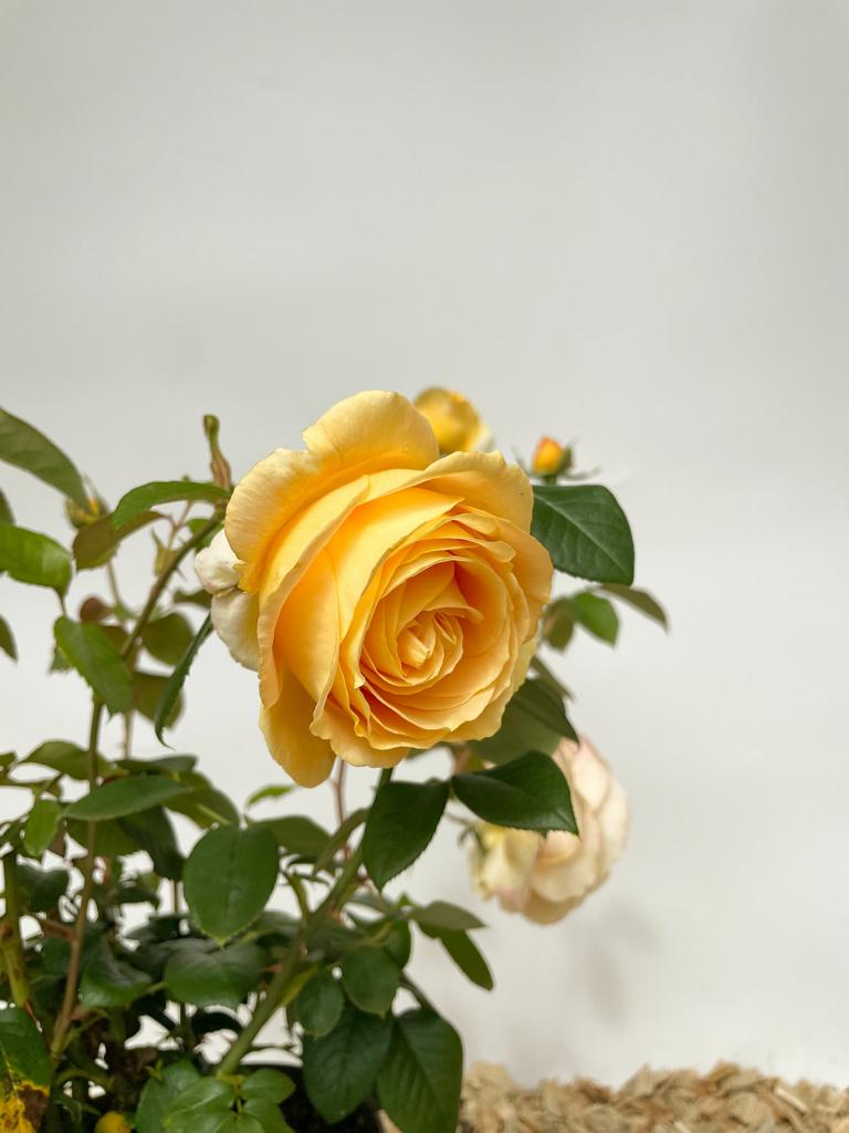 Warmgelbe Blüte einer Edelrose Candlelight mit grünen Blättern vor weißem Hintergrund