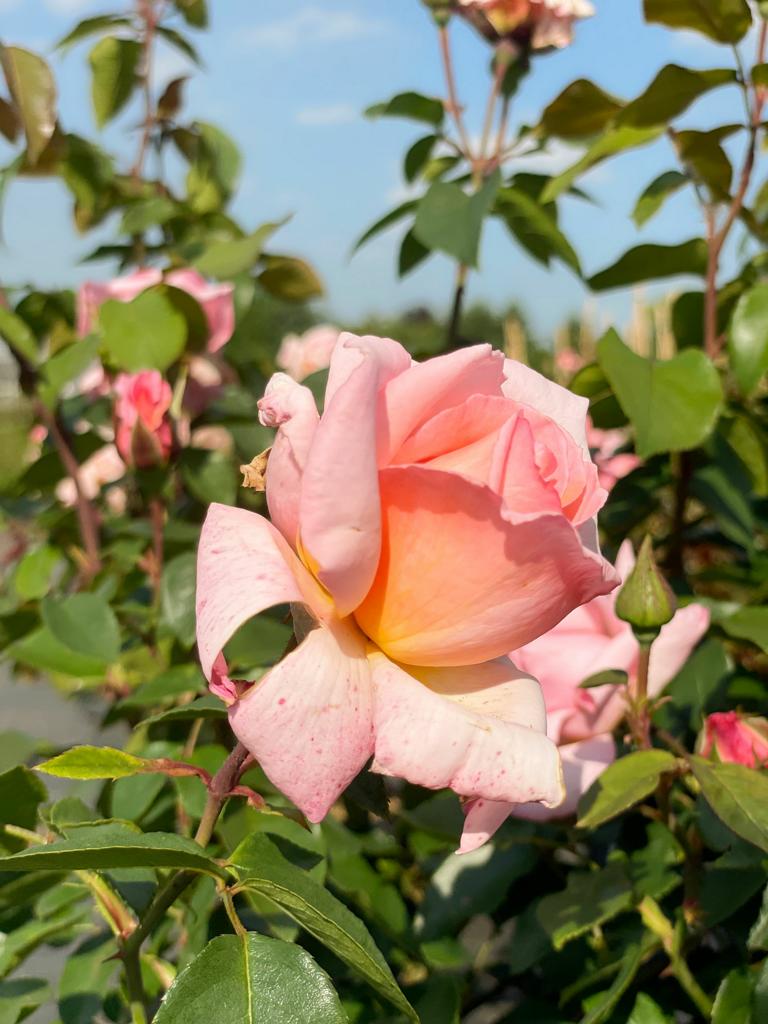 Rosa Blüte der Kletterrose Compassion in Nahaufnahme mit grünen Blättern vor blauem Himmel