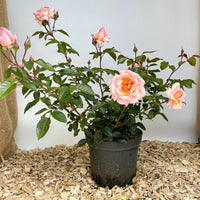 Kelterrose Compassion als Topfpflanze mit rosa Blüten und grünen Blättern auf Holzspänen vor weißer Wand
