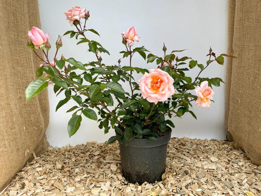 Kelterrose Compassion als Topfpflanze mit rosa Blüten und grünen Blättern auf Holzspänen vor weißer Wand
