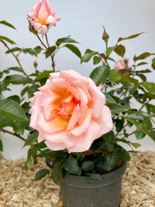 Nahaufnahme der rosa gefüllten Blüte der Kletterrose Compassion im Topf vor weißer Wand