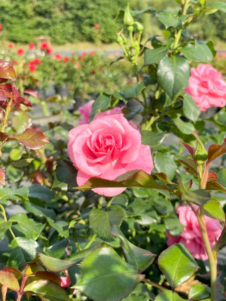 Rosa gefüllte Blüten der Strauchrose Dornröschen Sababurg in Nahaufnahme mit grünen Blättern im Sonnenlicht