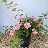 Bodendeckerrose The Fairy mit rosa gefüllten Blüten und grünen Blättern als kleine Topfpflanze auf Holzspänen vor weißem Hintergrund