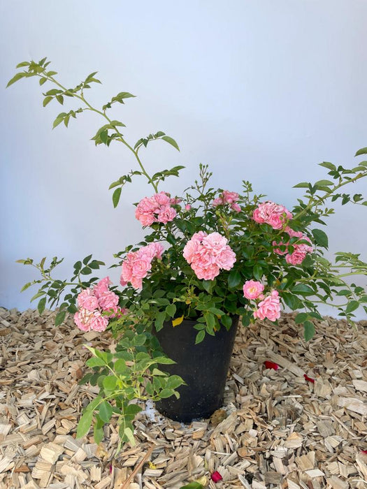 Bodendeckerrose The Fairy mit rosa gefüllten Blüten und grünen Blättenr als kleine Topfpflanze auf Holzspänen vor weißem Hintergrund