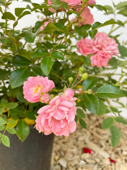 Nahaufnahme der rosa gefüllten Blüten der Bodendeckerrose The Fairy mit grünem Laub