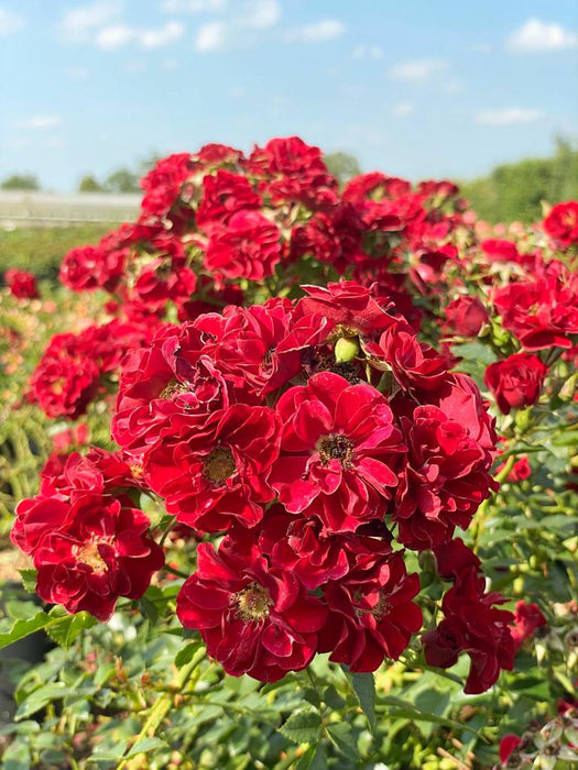 Vielzahl von roten Blüten und grünen Blätern der Bodendeckerrose Fairy Red 92 in Nahaufnahme in der Sonne vor blauem Himmel