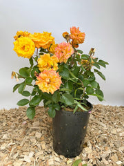 Beetrose Goldmarie 82 als kleine Topfpflanze mit gelben Blüten vor weißer Wand