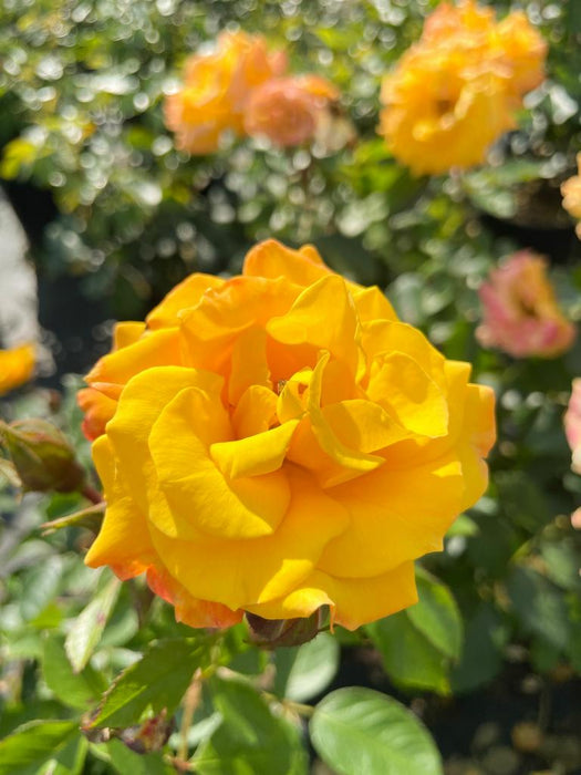 Gelbe Blüte der Beetrose Goldmarie 82 in der Sonne im Rosenbeet